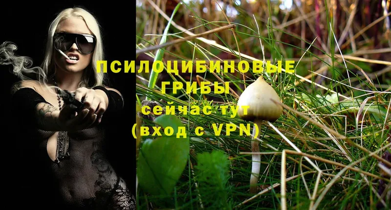 Галлюциногенные грибы Psilocybe  Заволжск 